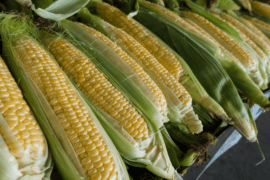 Uprawa kukurydzy i jej właściwości