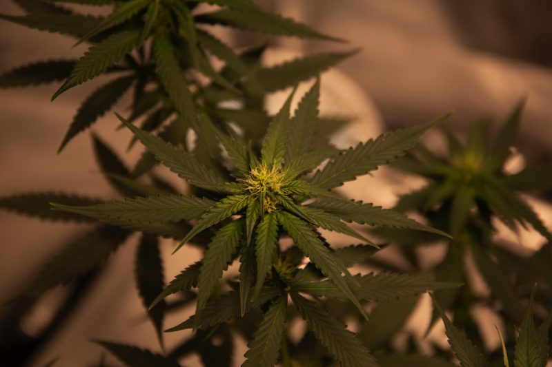 konopie, roślina marihuany