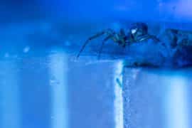 Arachnofobia, czyli strach przed pająkami. Sprawdź, co powinieneś wiedzieć!