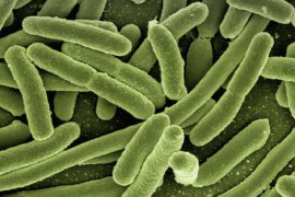 bakterie coli w kale