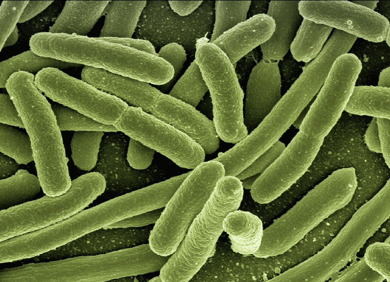 bakterie coli w kale