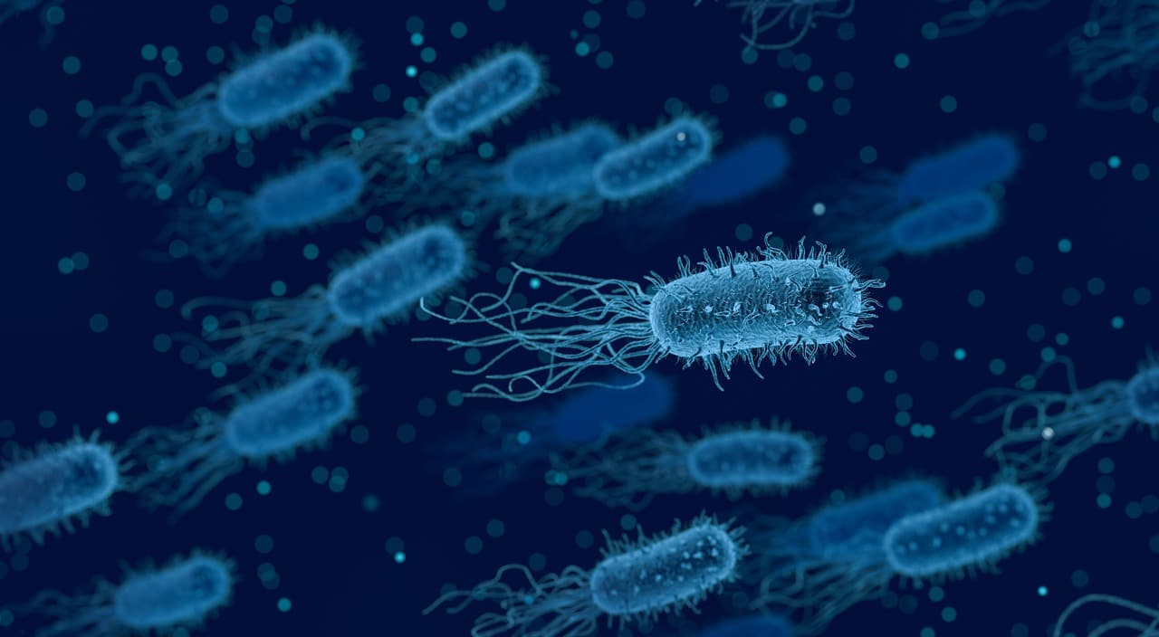 bakteria e coli w moczu