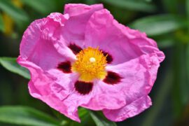 Różowy kwiat czystka o wspaniałych właściwościach zdrowotnych