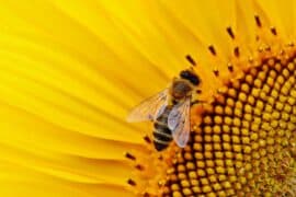 psczola na kwiatku