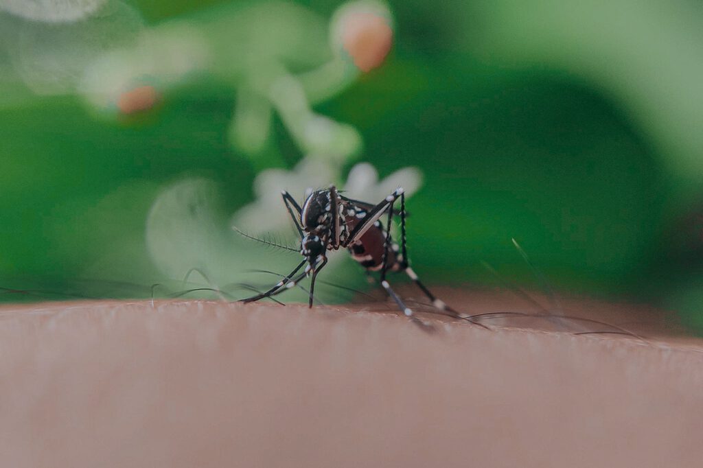 Kąsający komar