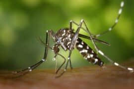 Komary tygrysie – jak wyglądają? Czy ich ugryzienie może być niebezpieczne?