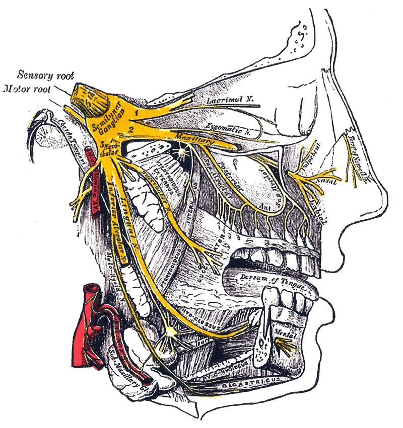 Gałęzie nerwu trójdzielnego