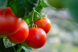 Pomidory – właściwości odżywcze, kalorie!