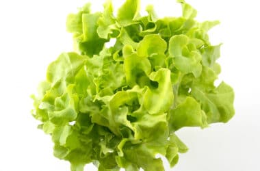 Zielona sałata wartości odżywcze