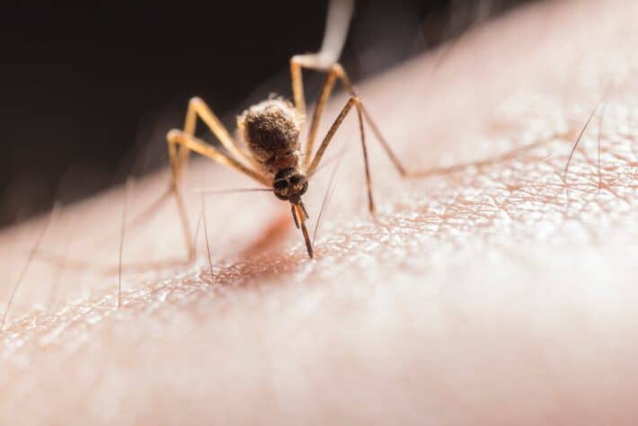 Komar siedzący na skórze mężczyzny