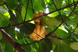 Owoc do uzyskana suplementu diety garcinia cambogia wisi na drzewie